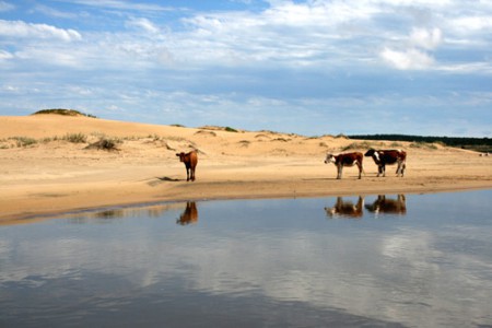 mucche e spiaggia di Valizas