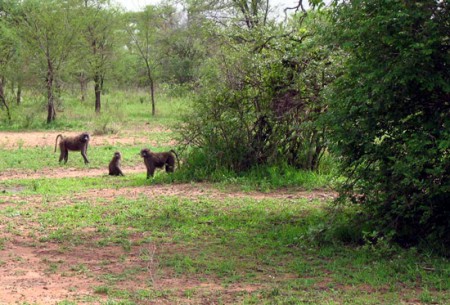 Serengeti National Park - Babbuini