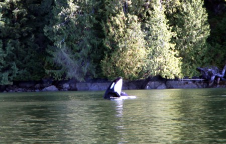 orca - Tofino